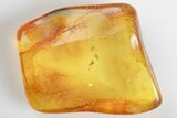 Four Fossil Flies (Diptera) In Baltic Amber #197720-1